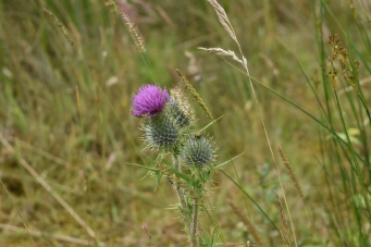 no collage of Scotland would be complete without a picture of a thistle